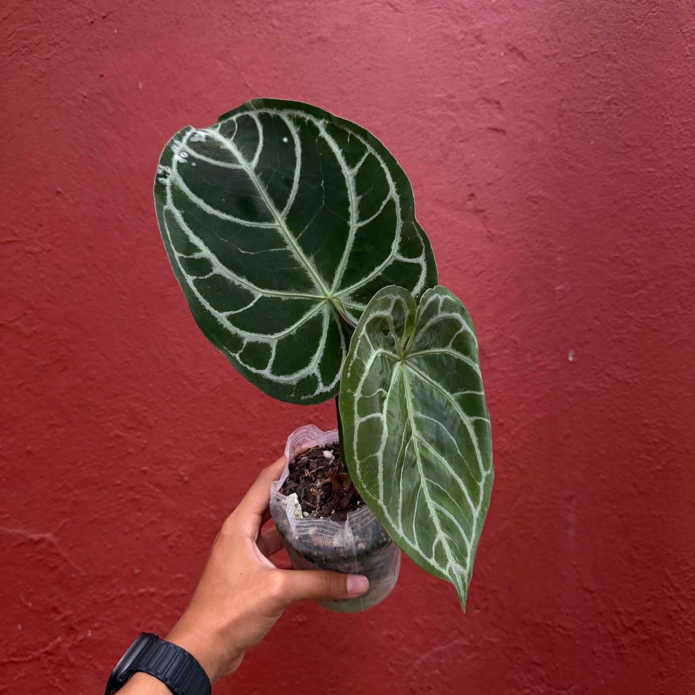 Anthurium silver blush sostenido en mano frente a la pared roja