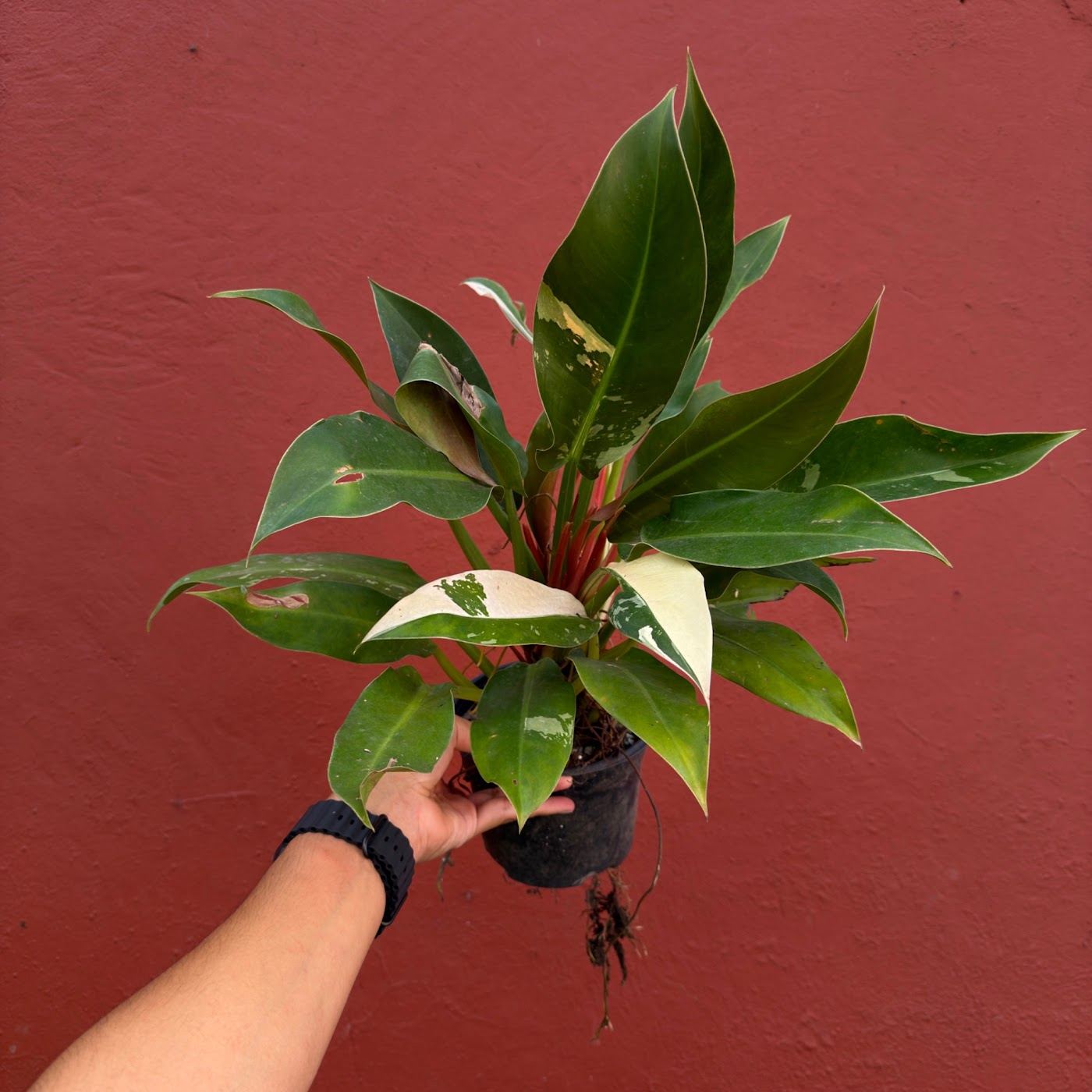 Philodendron little phil variegado frente a la pared roja