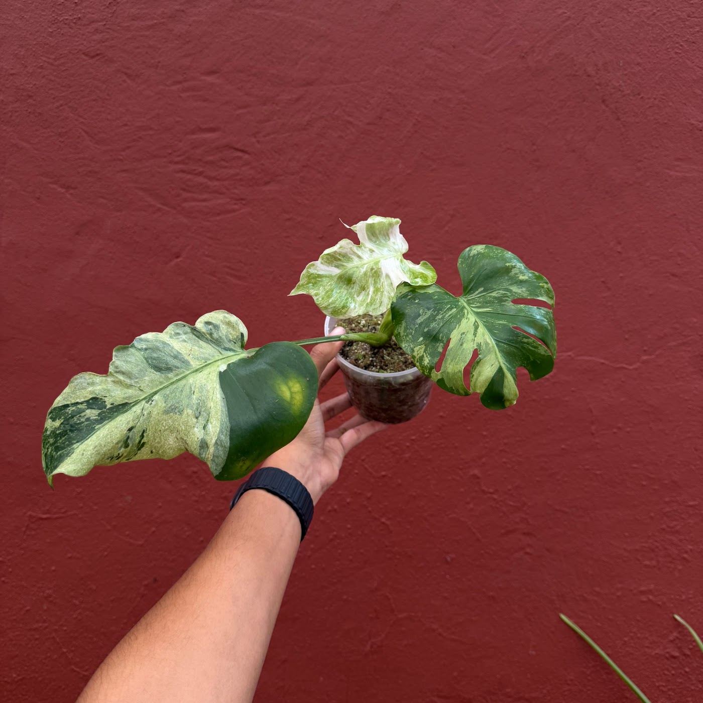 Monstera ocean mint variegada frente a la pared roja